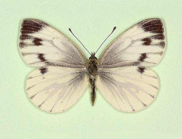 Pieris napi female (aberrant form triangulata) (Internet Image property of respective owner, non-commercial use only)